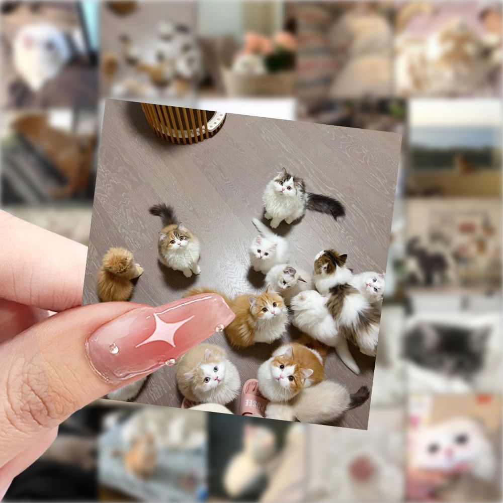 "Meme Cat Stickers – Cute & Waterproof DIY Set"