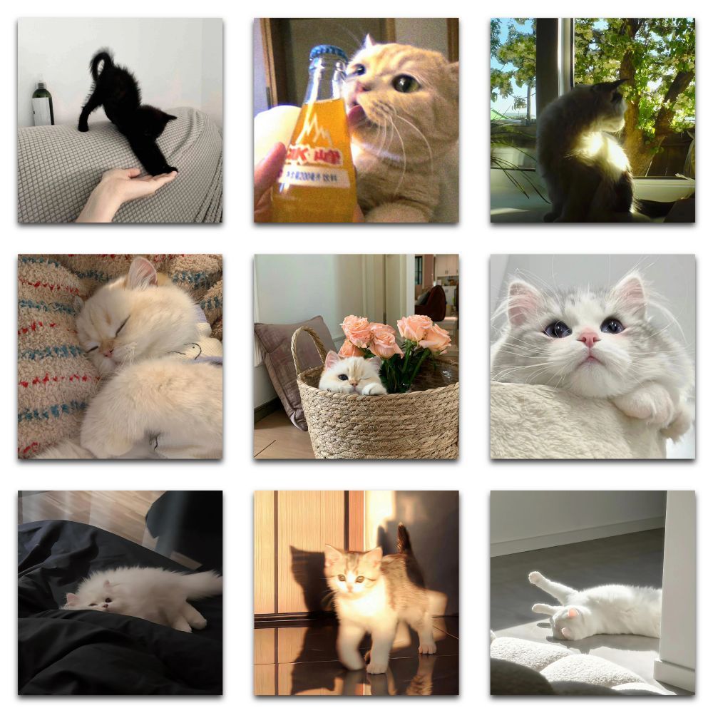 "Meme Cat Stickers – Cute & Waterproof DIY Set"