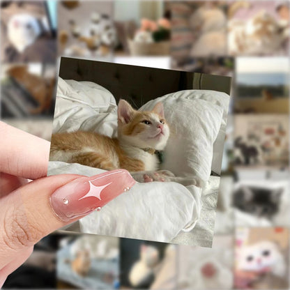 "Meme Cat Stickers – Cute & Waterproof DIY Set"